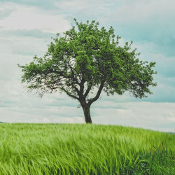 �rbol
