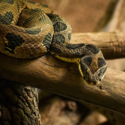 Serpiente